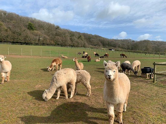 Stoke Wood Alpacas